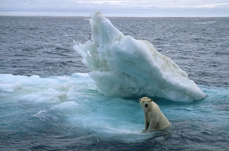 Nanu stranded, water, flow, bear, ice, polar, nanu, polar bear, stranded, HD wallpaper