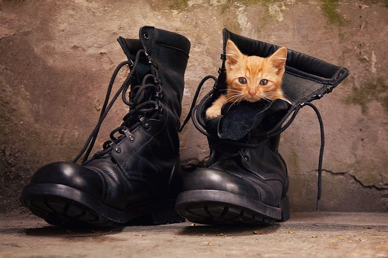 Puss In Boots, cute, boots, Kitten, cat, Sweet, HD wallpaper