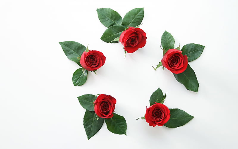 Roses, red, circle, green, rose, flower, white, trandafir, HD wallpaper