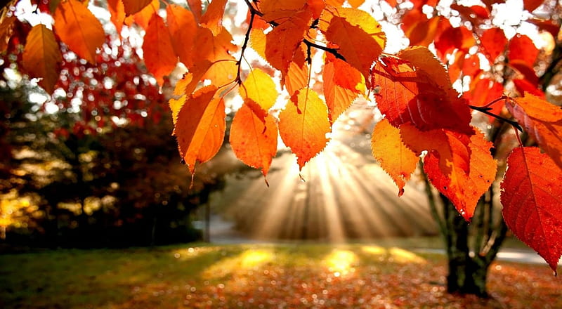 Autumn perspective, landscape, scene, fall, forest, autumn, sun, sunlight, park, leaf, leaves nature, HD wallpaper