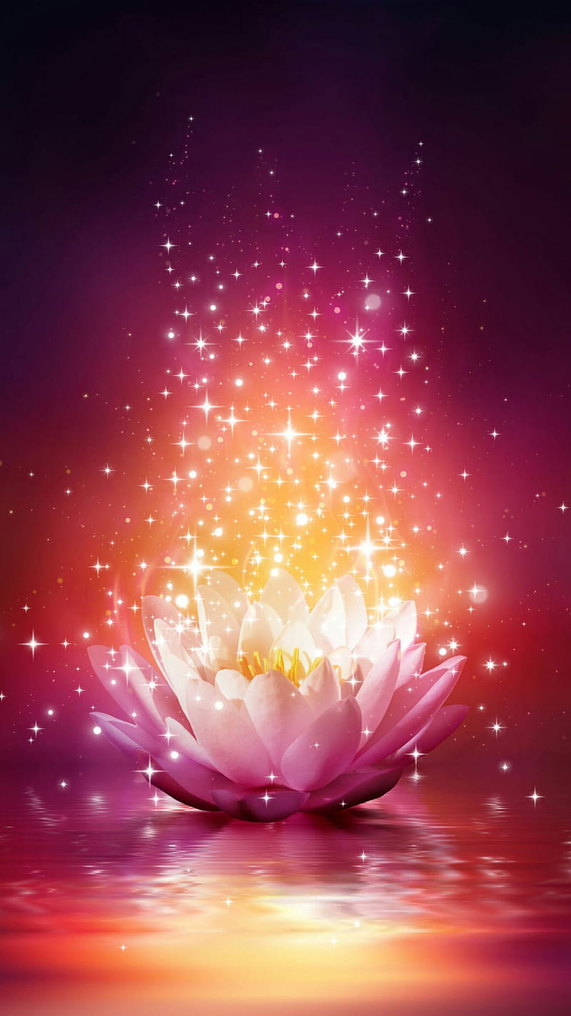 pink shiny lotus, flower, lotus, nature, pink, reflection, shine, star, water, HD phone wallpaper