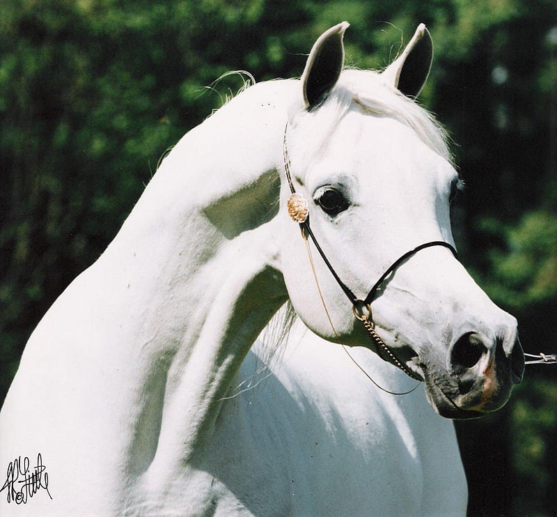 Wallpaper Roll white arabian stallion - PIXERS.UK