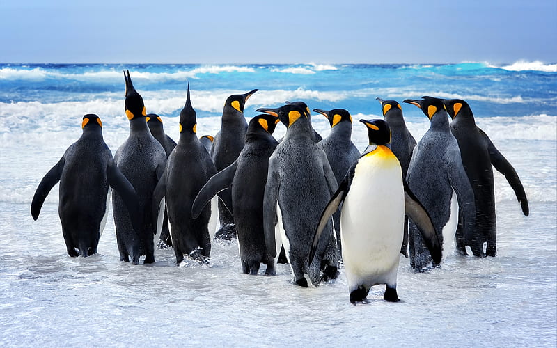Emperor Penguins ocean, Antarctica, penguins, Aptenodytes forsteri, HD wallpaper