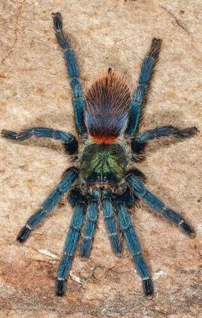 blue tarantula, spider, scary, HD phone wallpaper