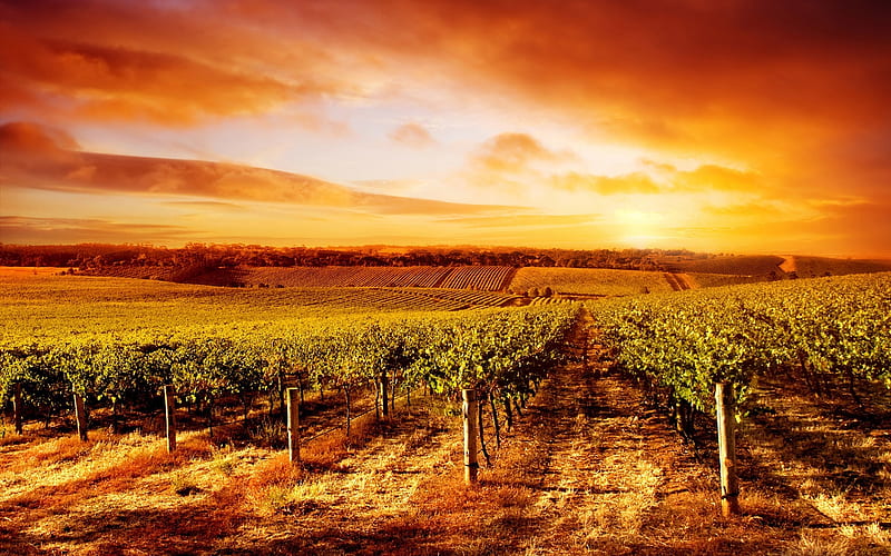 Sunset Vineyard, Sky, Nature, Vineyards, Sunsets, HD wallpaper