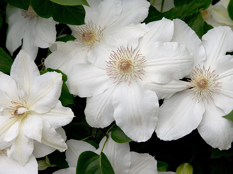 Untitled , clematis, white clematis, HD wallpaper