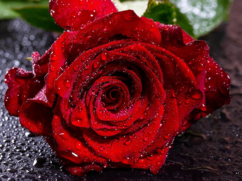 Red Rose, Water, Drops, Rose, Flower, Red, HD wallpaper