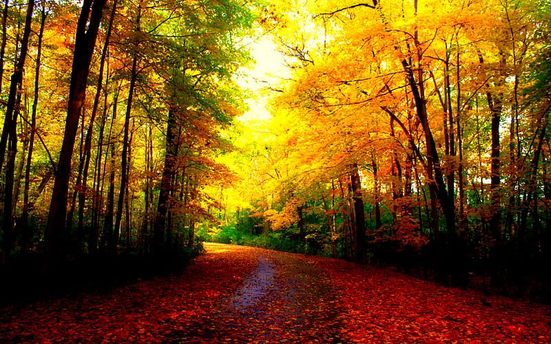 2k Free Download Beautiful Autumn Fall Pretty Colorful Autumn Woods Autumn Leaves