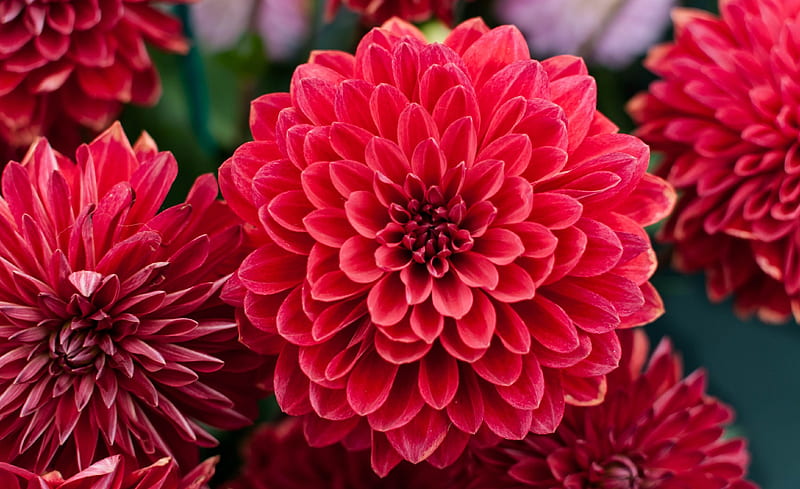 Dalia, rojo, dalia roja, flor roja, dalias, flores rojas, flor, flores,  naturaleza, Fondo de pantalla HD | Peakpx