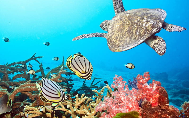Sea Turtle and Fish, corals, turtles, oceans, fish, nature, sealife, HD wallpaper