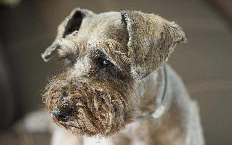Miniature Schnauzer close-up, cute animals, pets, gray dog, Miniature Schnauzer Dog, HD wallpaper
