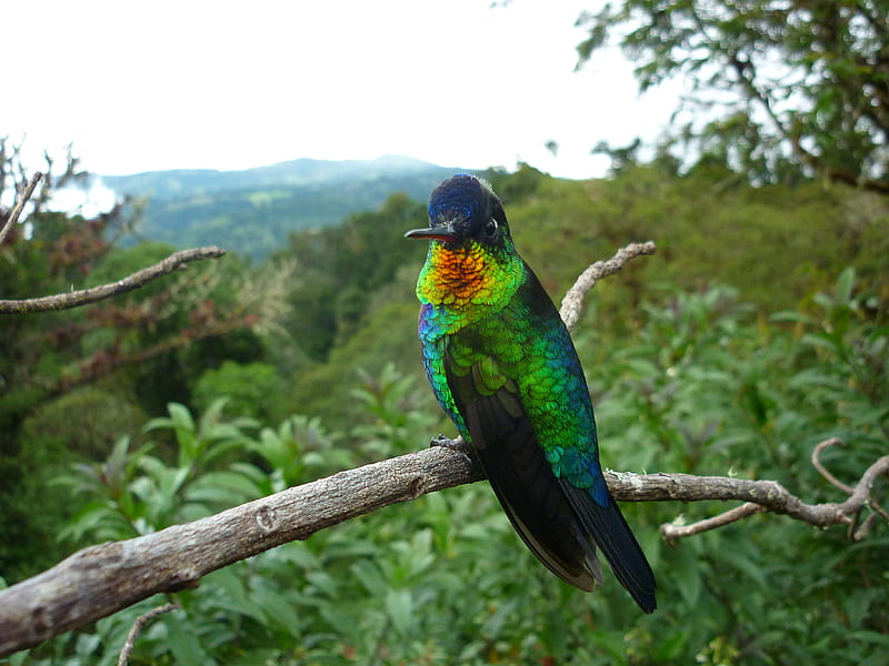 Colibri, plumage, bird, bonito, rain forest, animals, HD wallpaper | Peakpx