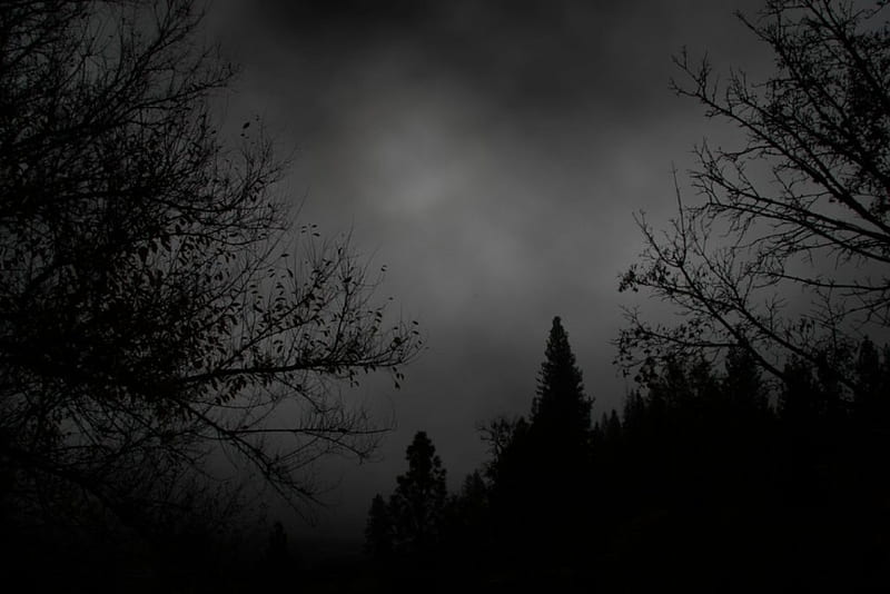 Depressive forest, forest, depressive, dark, gris, black, trees, night, HD wallpaper