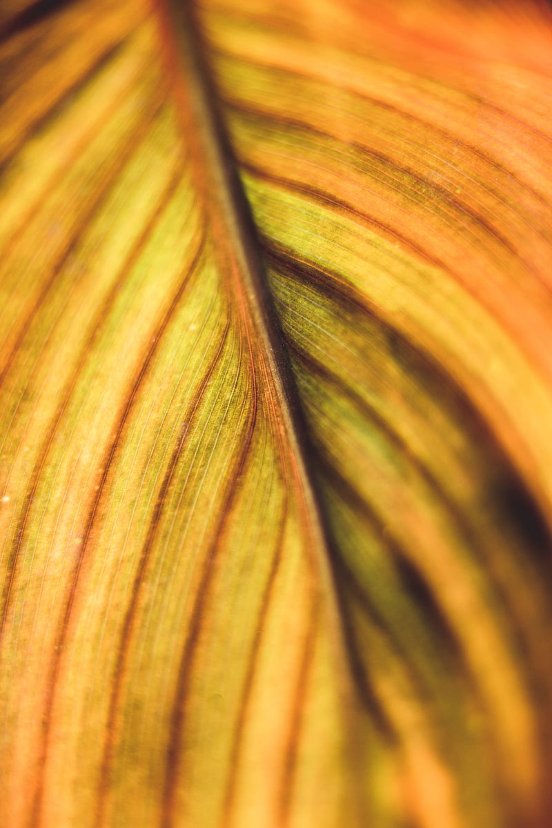 leaf, veins, macro, plant, stripes, HD phone wallpaper