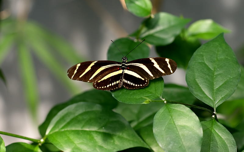 Butterfly Clipper (WDS), , wds, butterflies, butterfly, HD wallpaper