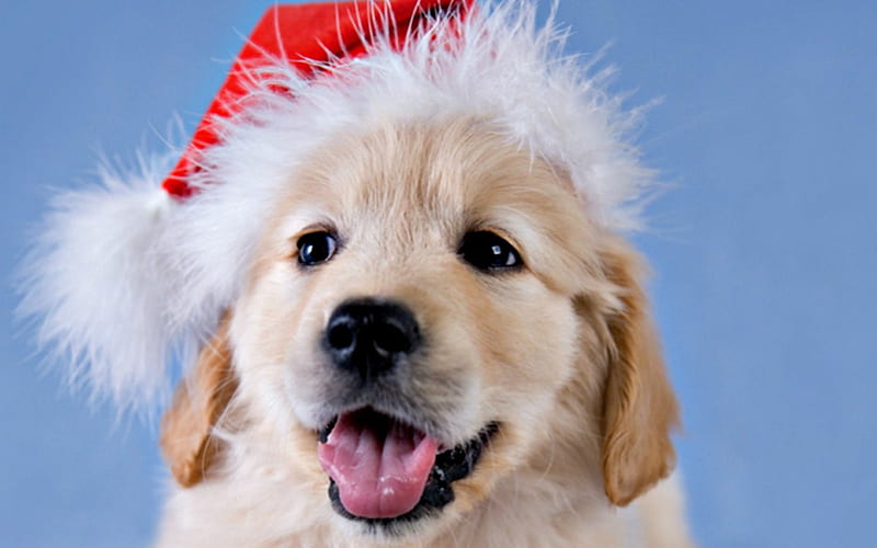 Where is Santa?, red, christmas, animal, winter, hat, cute, rachael hale, funny, white, puppy, dog, HD wallpaper