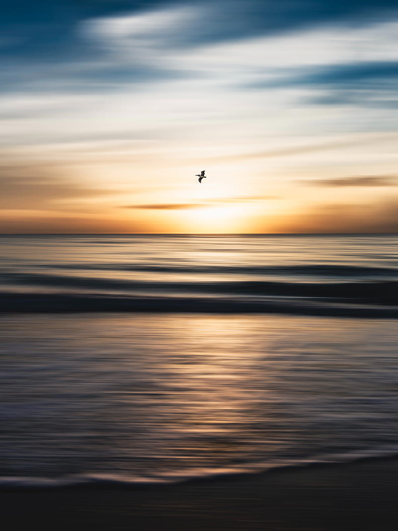 bird, flight, ocean, water, minimalism, HD phone wallpaper