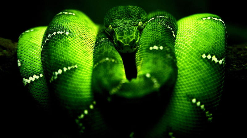 Green Python Razer, HD wallpaper
