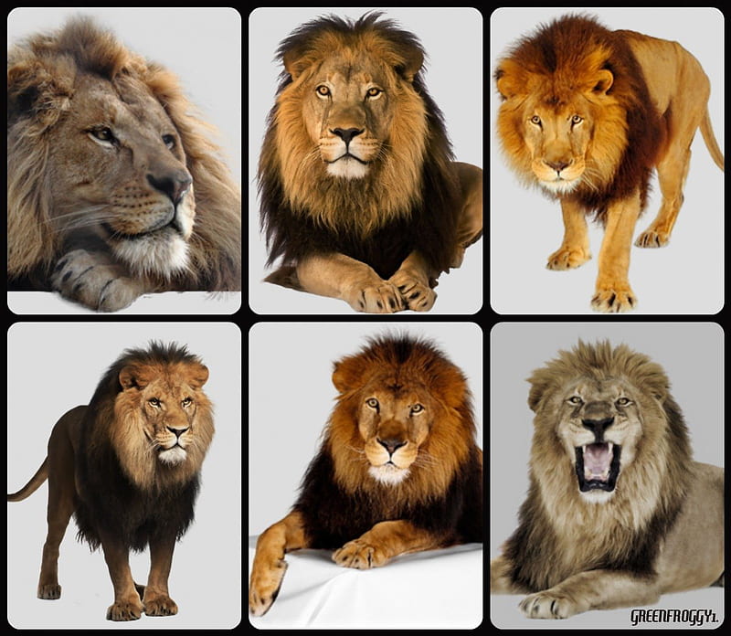 El rey, arte, collage, leones, abstracto, Fondo de pantalla HD | Peakpx