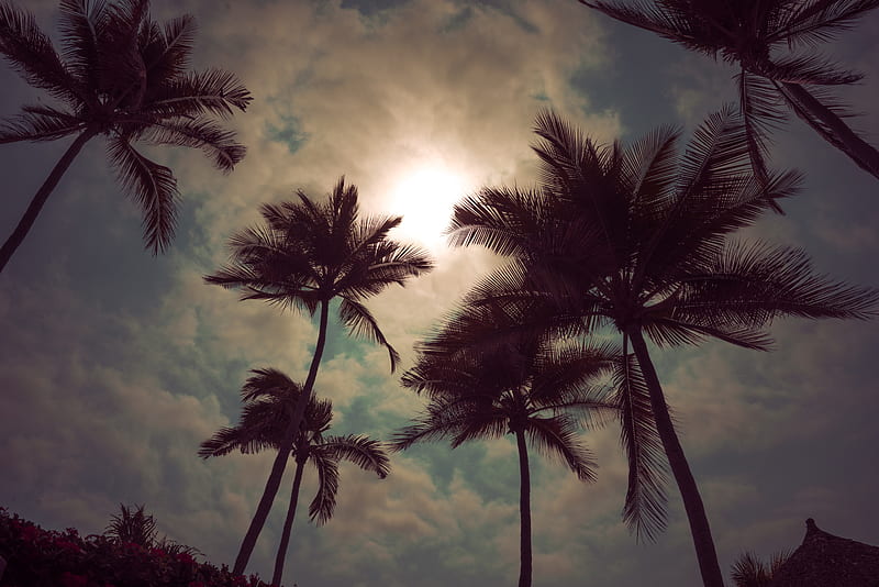 palm trees, sky, clouds, sunset, twilight, HD wallpaper