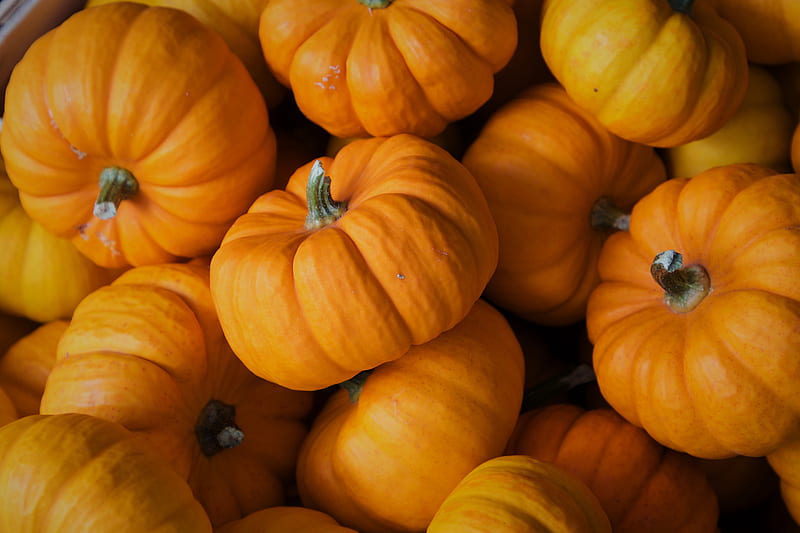 pumpkin, autumn, vegetable, HD wallpaper