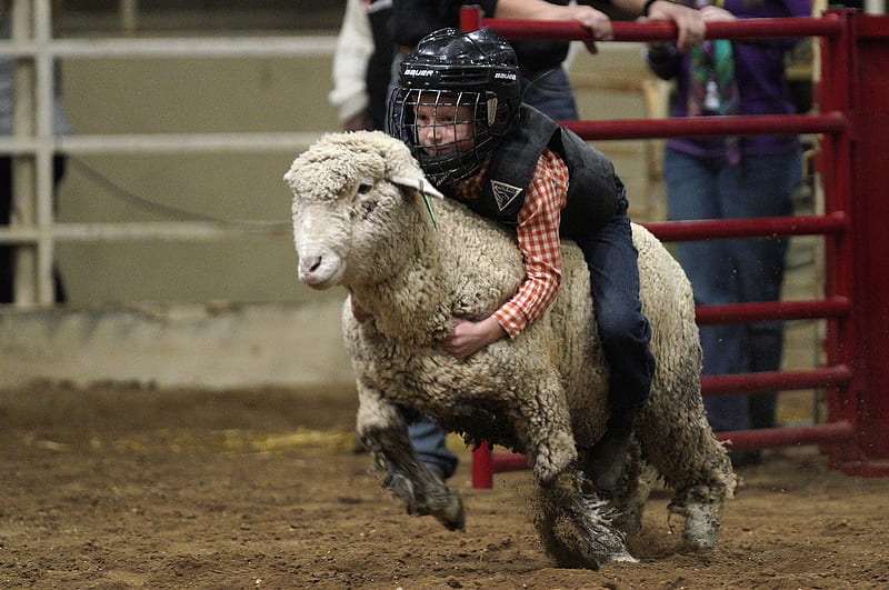 Child riding a sheep, 16 January 2018, Colorado, Riding, Mutton Bustin, Sheep, Denver, Child, HD wallpaper