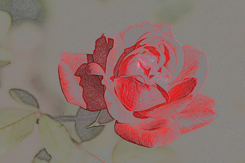 Rose Art Sketch, red rose, art sketch, pencil sketch, macro rose, HD wallpaper