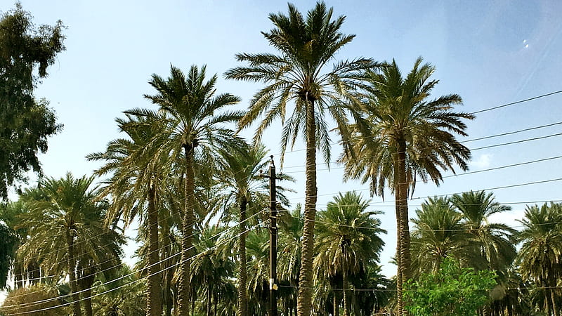 Date palms, bonito, nature, dates, trees, HD wallpaper