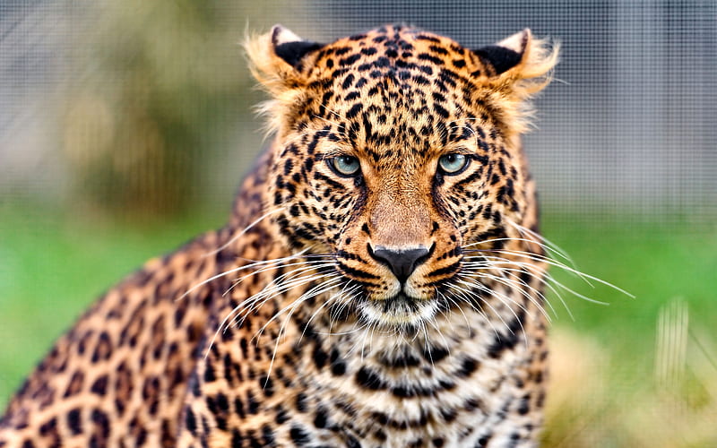 Young Leopard, leopard, beautiful, animal, feline, graphy, wide screen, wildlife, cats, HD wallpaper