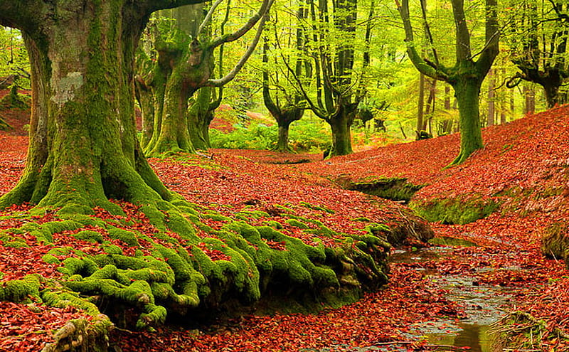 Autumn carpet, forest, autumn, green, orange leaves, moss, trees, HD wallpaper