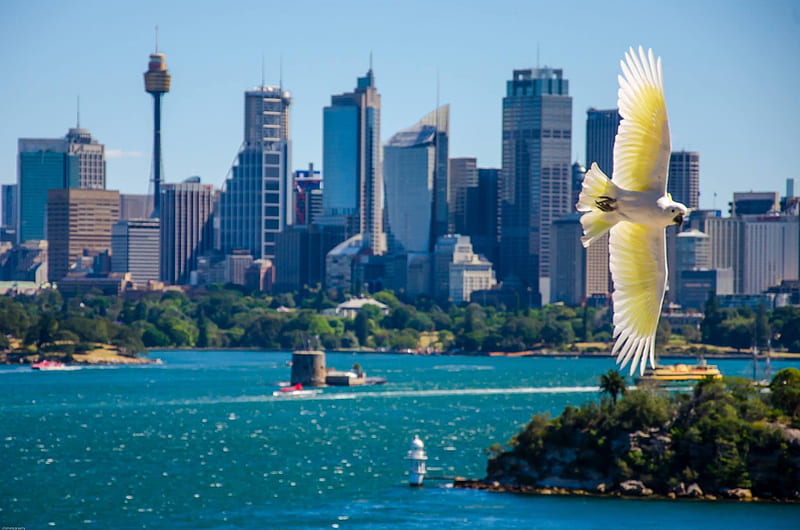 SYDNEY, AUSTRALIA, Centre Point Tower, Sulphur Crested Cockatoo, Australia, Harbour, City, Sydney, HD wallpaper