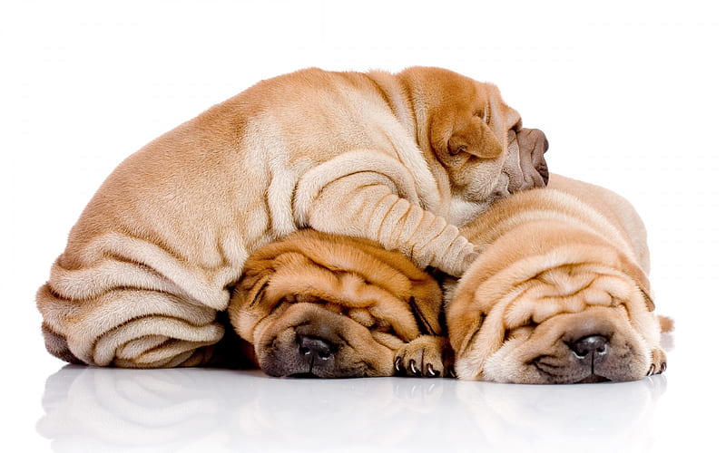 shar pei, puppies, cute animals, small dogs, trio, brown puppies, HD wallpaper