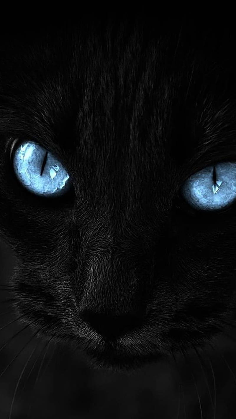 Fierce blue, black, cat, turquoise, HD phone wallpaper