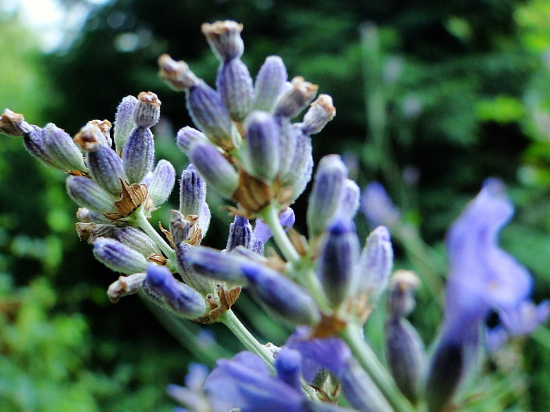 lavender-Amazing flowers graphy, HD wallpaper