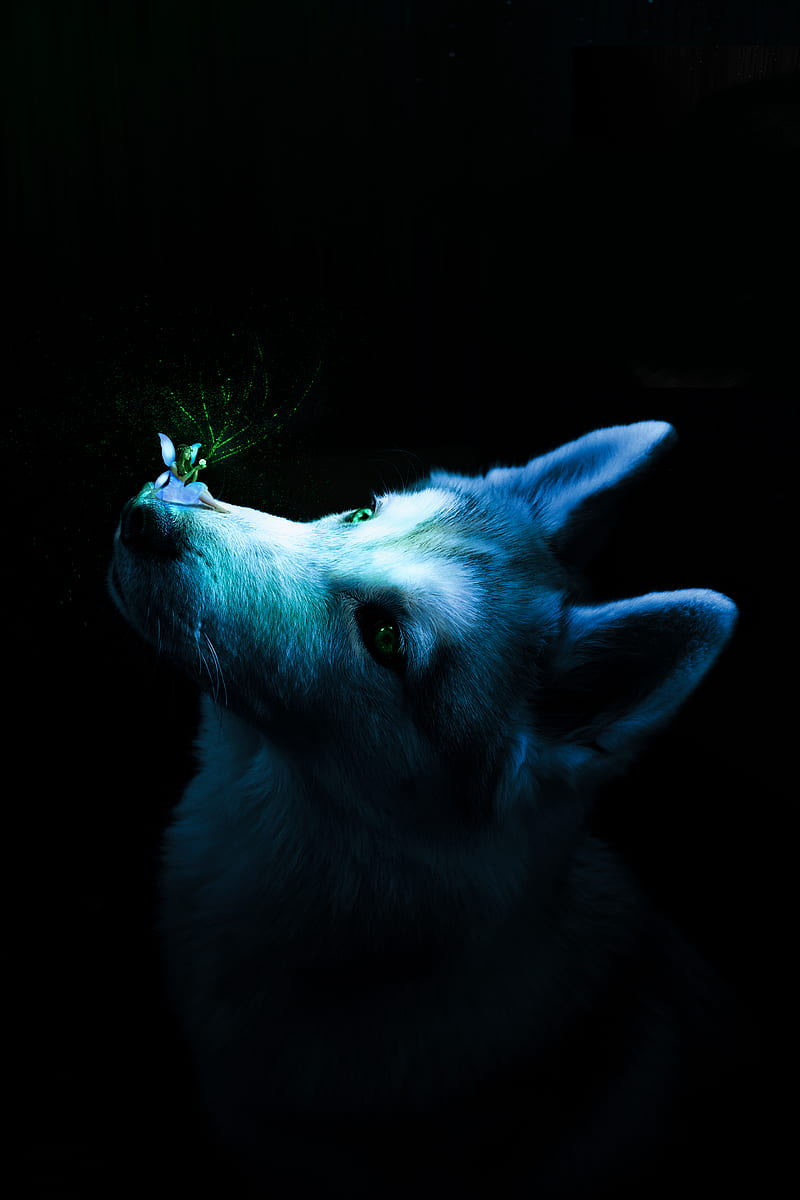 dog, angel, blue, magic, green, animal ears, HD phone wallpaper