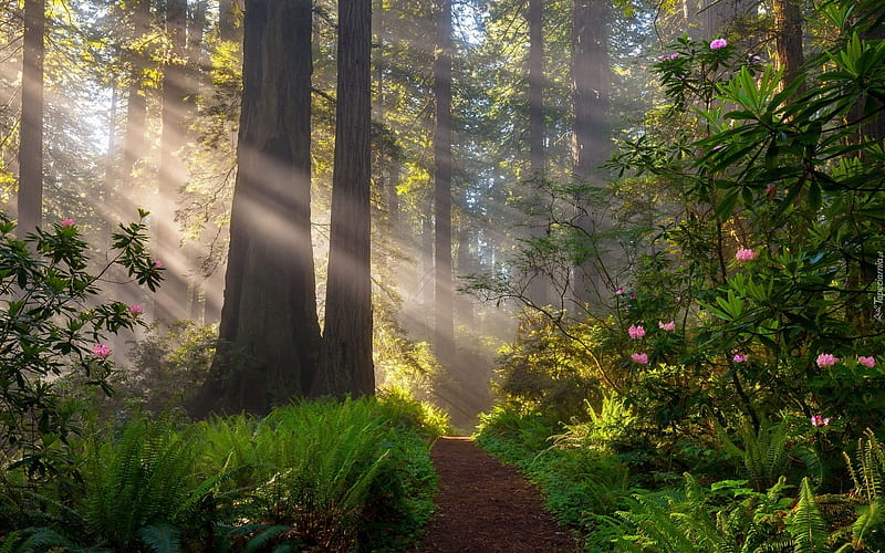 Sunbeams in Forest, rhododendrons, forest, ferns, sunbeams, path, trees, HD wallpaper