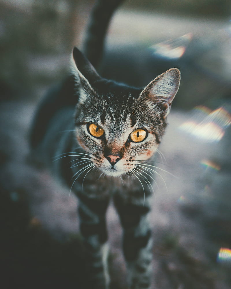 cat, muzzle, view, striped, blur, HD phone wallpaper