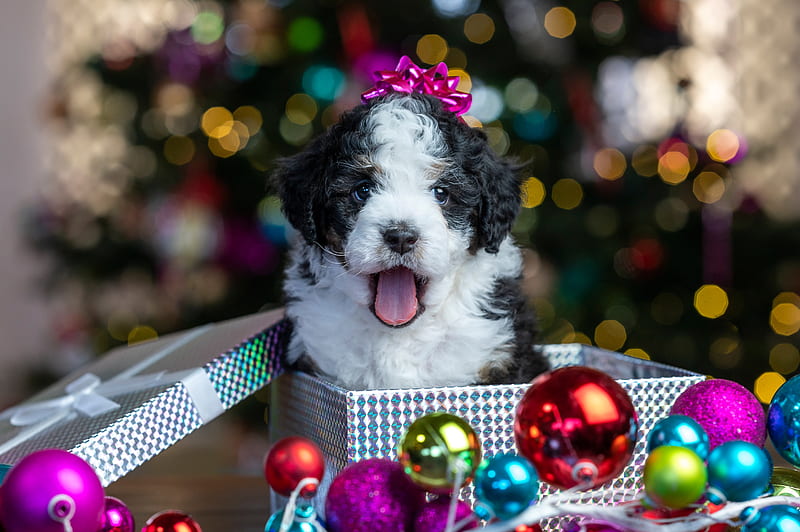 Perros, cachorro, animalito, adornos navideños, perro, mascota, Fondo de  pantalla HD | Peakpx