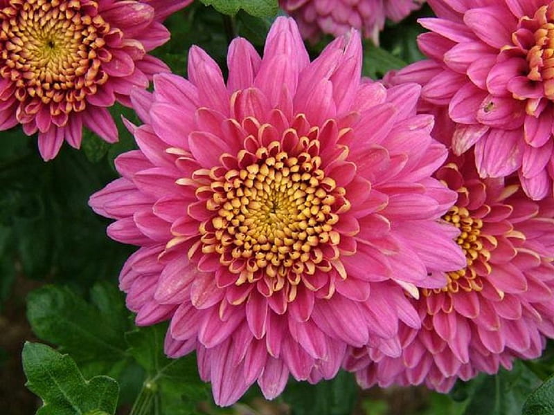 Pink Chrysanthemums, pretty, lovely, bonito, large, flowers, garden, nature, pink, shocking pink, HD wallpaper