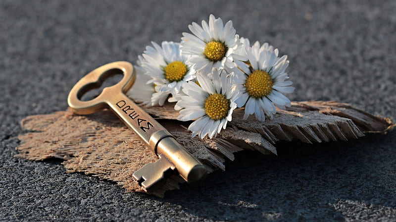 Daisies and key, Daisy, Old, Key, Flowers, Dream, Daisies, HD wallpaper
