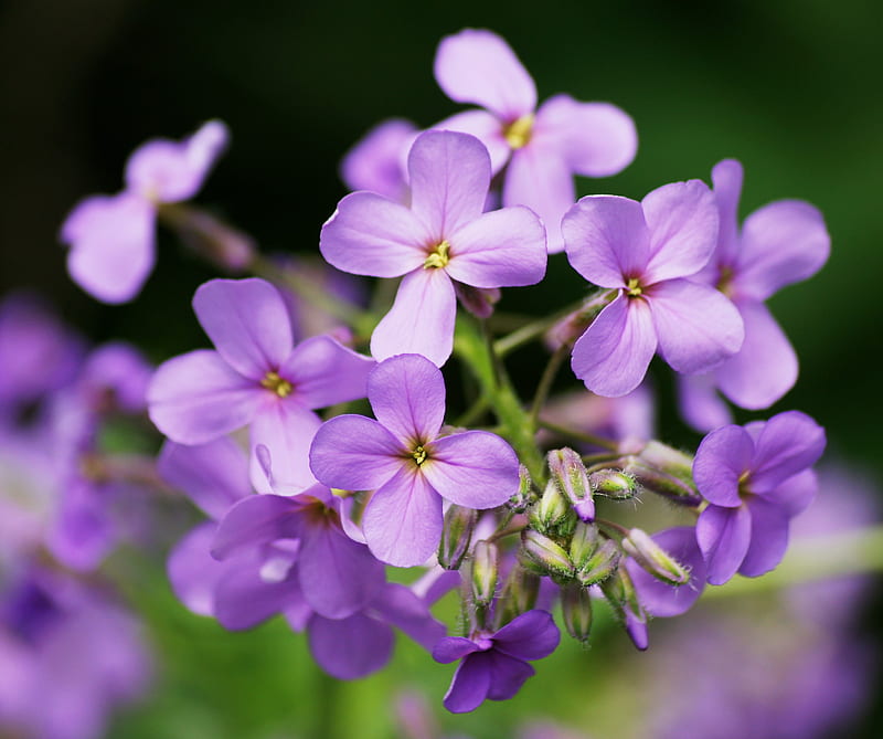 Purple, flower, flowers, green, petal, plant, pretty, summer, HD ...