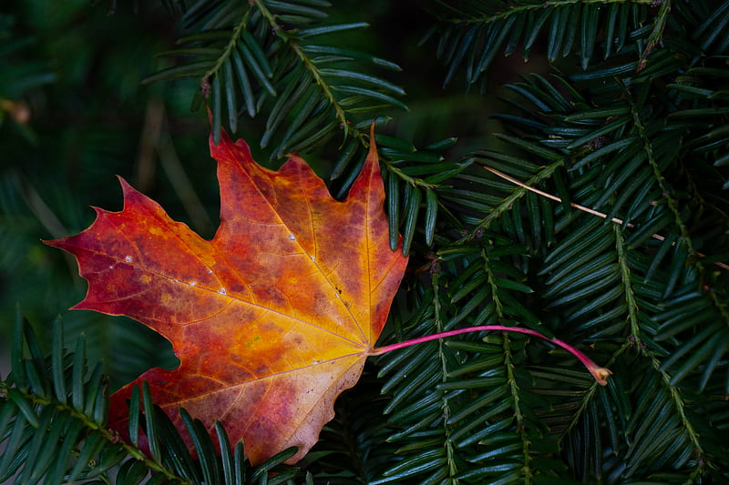 maple leaf, leaf, branches, needles, macro, autumn, HD wallpaper
