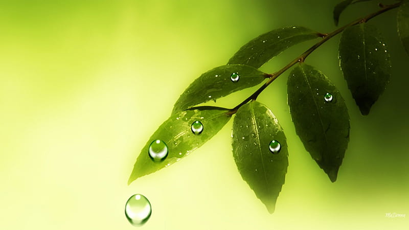 Early Morning Shower, fresh, raindrops, dew, yellow, spring, lime, leaves, green, summer, natural, HD wallpaper