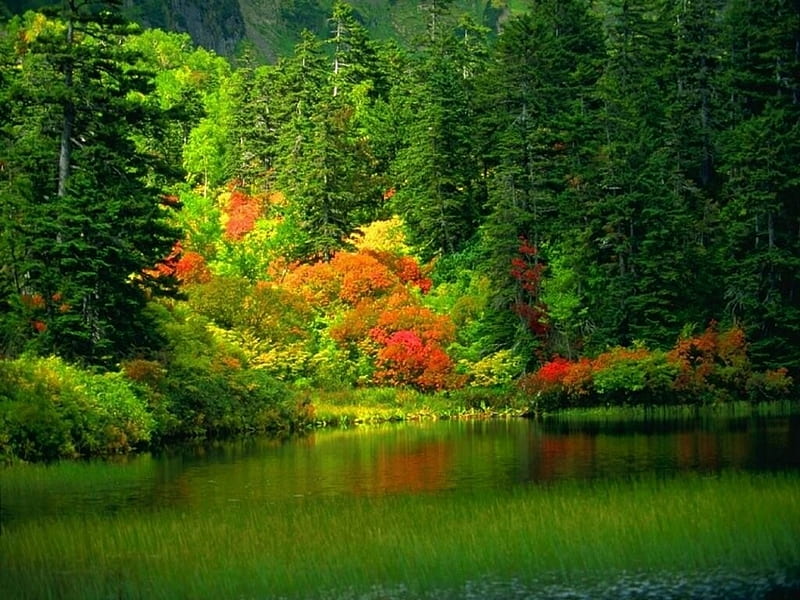 Free Download Pricious Shore Forest Autumn Godly Trees Lake