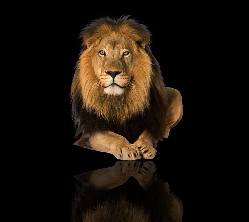 Lion, animal, background, bonito, cute nature, nice, pet, HD wallpaper |  Peakpx