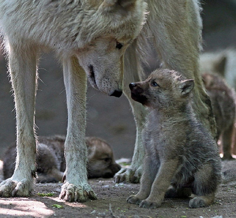 baby and mommy, canis lupus, wolf, canidae, carnivora, HD wallpaper