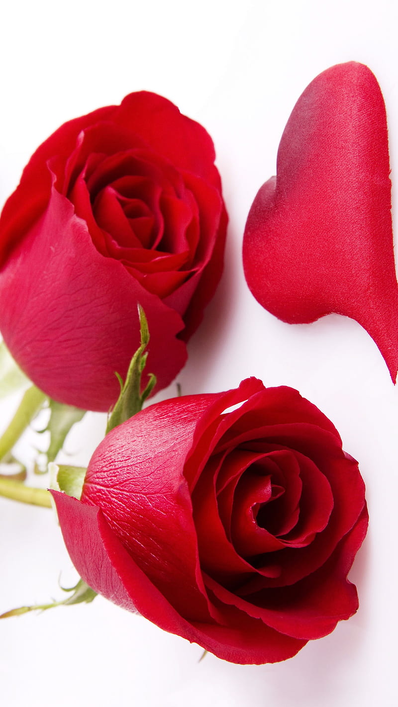 I Love You - Roses, 143, dil, siempre, heart, i l u, i love you, HD phone  wallpaper | Peakpx