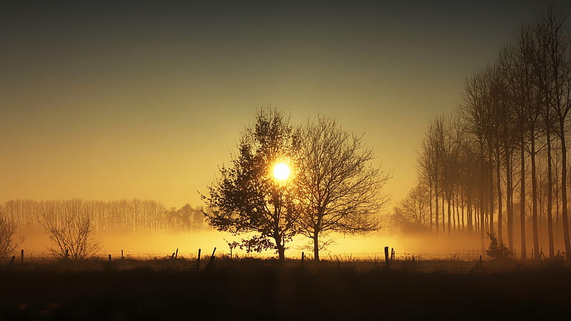 Earth, Sunset, Evening, Fog, Nature, Sun, Tree, HD wallpaper