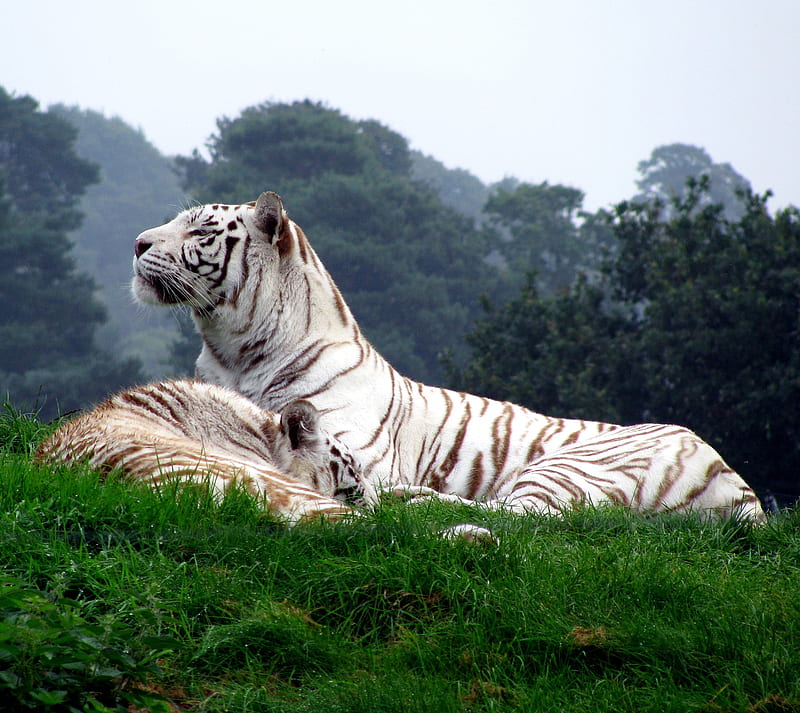 White Tigers, animals, grass, luigyh, naturen, tiger, white tiger, HD wallpaper