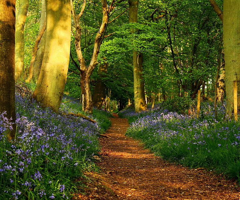 Spring Forest, look, nice, HD wallpaper